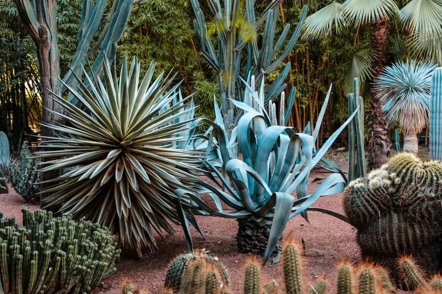 Marrakesh: Majorelle Garden Entry Tickets - A slow walk through the blue-and-green garden