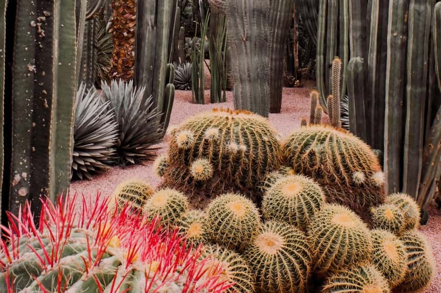 Marrakesh: Majorelle Garden Entry Tickets - What the $31 price really buys you