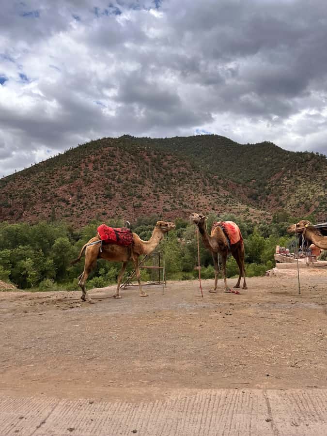 Marrakesh: Ourika Valley & Atlas Mountains Day Trip + Lunch - Mint Tea in an Amazigh Home