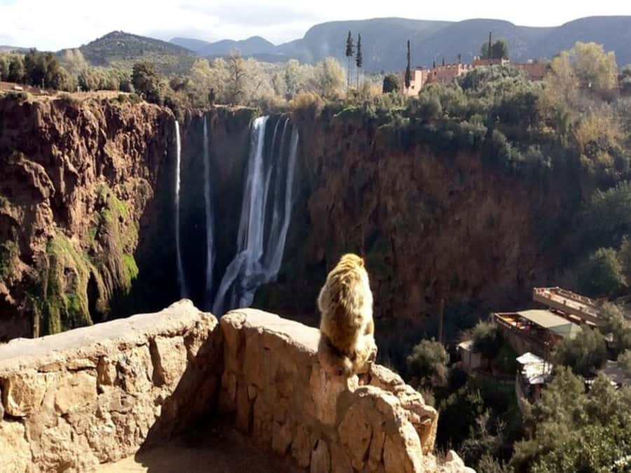 Marrakesh: Ouzoud Waterfalls Trip with Hike & Boat Option - Who should book this day trip?