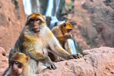 Ouzoud Waterfalls Trip with Hike & Boat Option