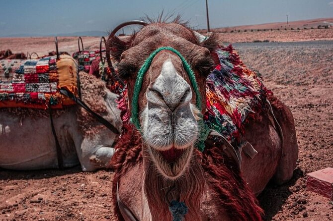 MEDINA of ESSAOUIRa - Dinner, bonfire, and Moroccan music