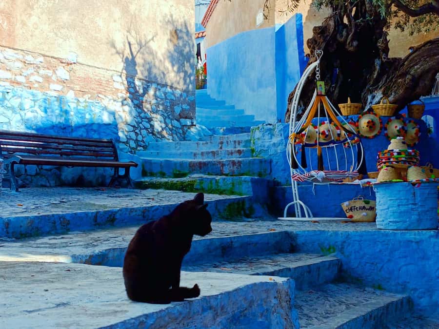 Memorable Day Trip From Fez to Chefchaouen the Blue City - The Blue City as a One-Day Escape from Fez