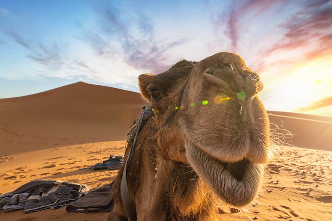 Merzouga Desert 3 Days 2 Nights Tour From Marrakech - Overnight in the Dades Valley