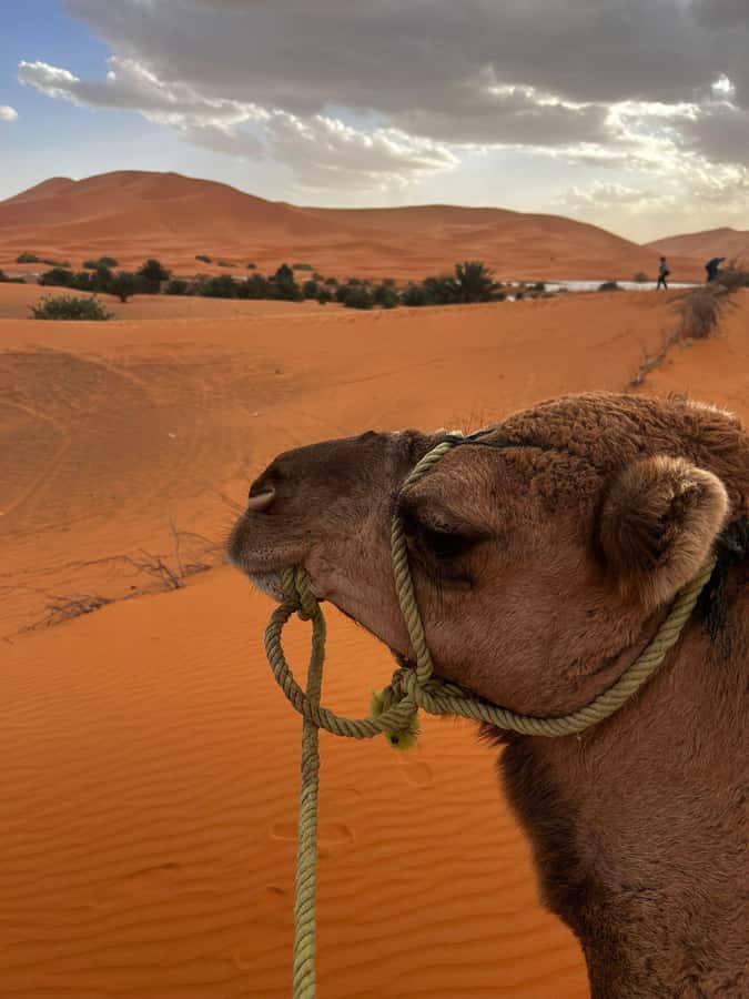 Merzouga Overnight Stay in a Berber Tent and Camel Ride - What Happens Between 16:30 and 19:00