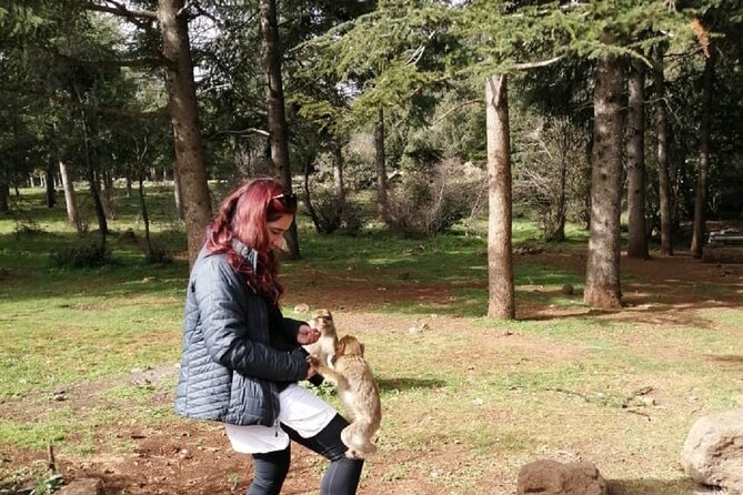 Middle Atlas Mountains, Cedar Forest and Azrou Day Trip from Fez - Ifrane National Park and the cedar forest