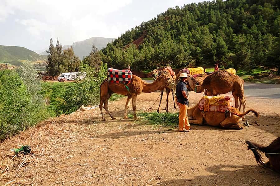 Ourika Valley, Atlas Mountains, Waterfalls & Guided Tour - Should you book the Ourika Valley tour?