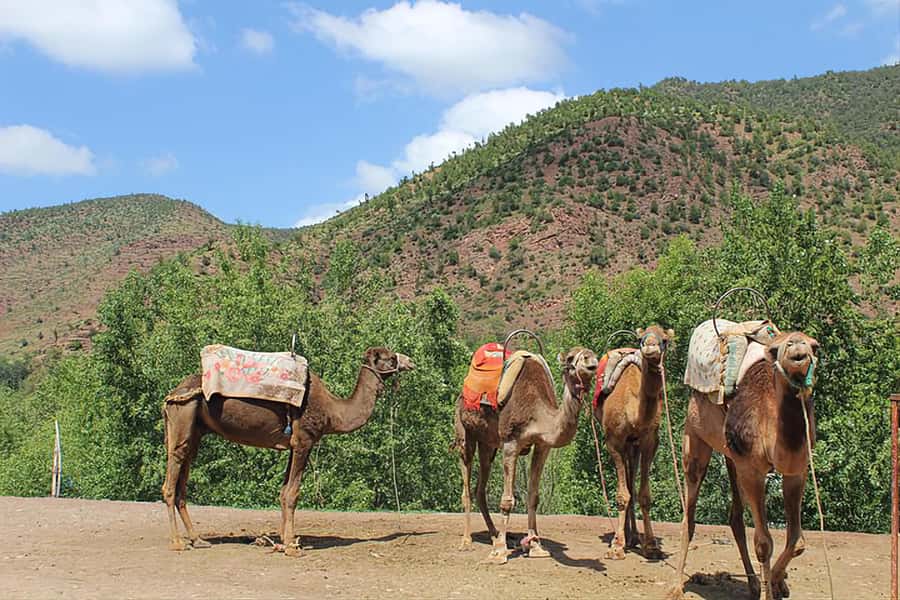 Ourika Valley, Atlas Mountains, Waterfalls & Guided Tour - Hiking to the Ourika waterfalls