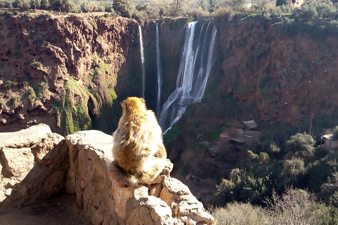 Ouzoud Waterfalls Full Day Trip From Marrakech - The return to Marrakech