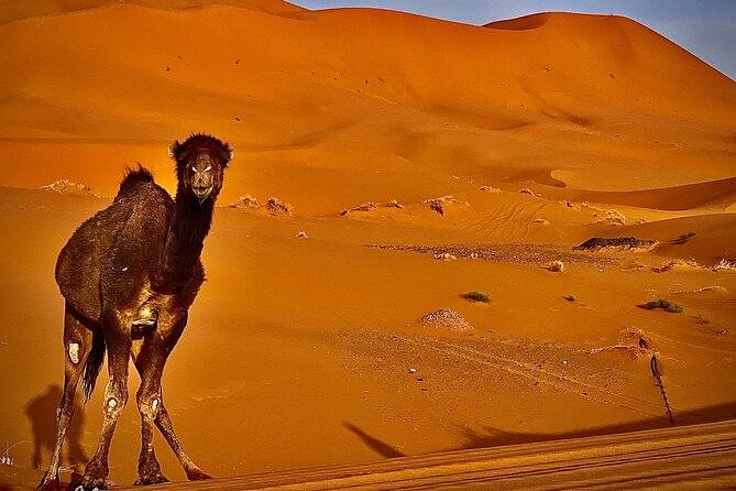 Overnight stay in desert camp & Camel trekking in the Sahara - Who will enjoy this Sahara night most?