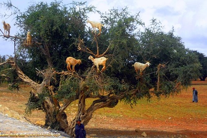 Paradise valley excursion - Timing, pickup, and the return to Agadir