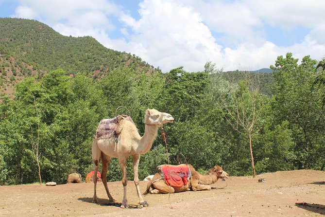 Premium Atlas Mountains & Berber Village Day Trip with Camel Ride - Imlil, Ait Mizan, and the first mountain walk