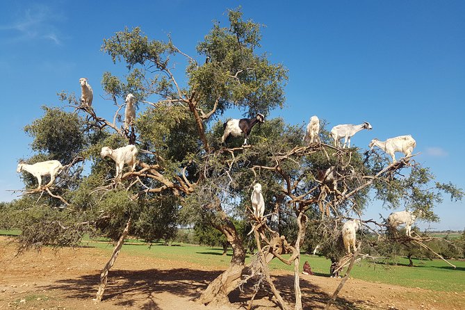 Private Day Trip from Marrakech to Essaouira City - Why Essaouira makes a good escape from Marrakech