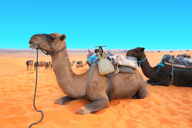 Private Driver for a full day in Marrakech - Palaces and gardens at your own pace