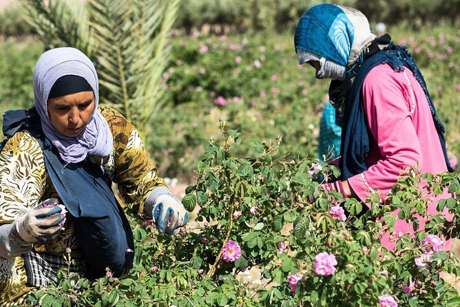 Private Excursion from Ouarzazate to Gorges Dades, Valley of Roses and Skoura - Is $139.58 per person a fair price?