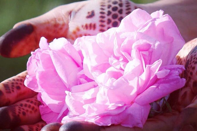 Private Excursion from Ouarzazate to Gorges Dades, Valley of Roses and Skoura - Skoura palm grove and Kasbah Amridil
