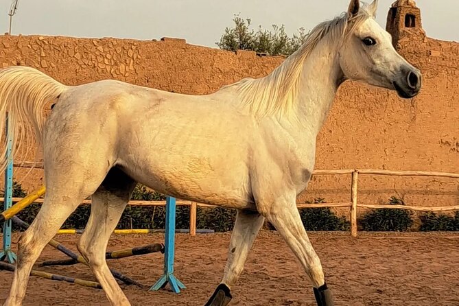 Private horseback ride in the Palmeraie of Marrakech - Riding through palm groves and rural tracks