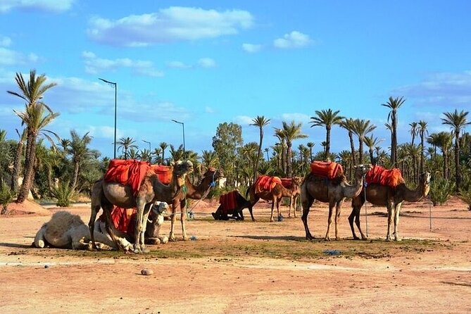 Private Marrakech Day Trip from Casablanca with Free Camel Ride - The Secret Garden inside the medina