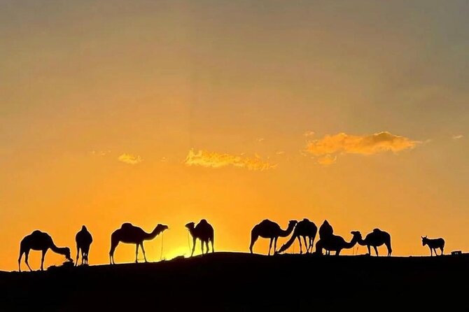 Quad Bike & Camel Ride & Dinner Show In Agafay Desert - The argan-oil cooperative stop