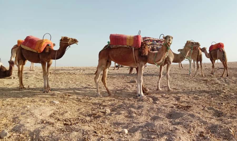 Quad bike & Camel ride in Agafay with dinner at Chouf L’or - From Marrakech to the rocky Agafay Desert