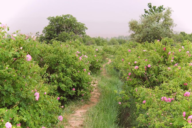 Sahara 3days/2nights mini-circuit - What this three-day Sahara trip really offers