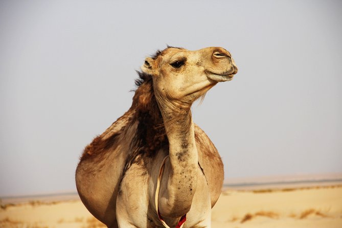 Sahara Desert Tour - 2 Days - Fez to Marrakech OR Return to Fez - Leaving Fez at 7:30 a.m. for the Middle Atlas