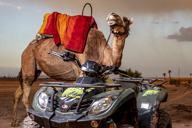 Sensational quad and camel ride in the palm grove - Tea with views of the Marrakech region