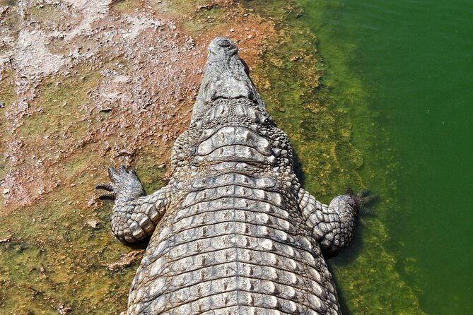 Skip the Line Ticket to Crocoparc with Optional Transfert - Key points before you book