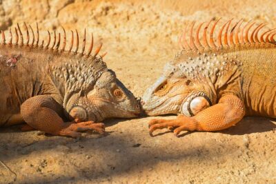 Skip the Line Ticket to Crocoparc with Optional Transfert