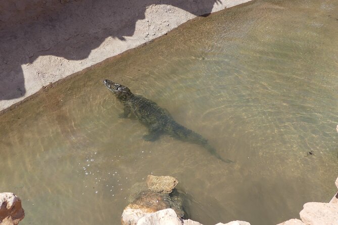 Skip the Line Ticket to Crocoparc with Optional Transfert - The Tropical Garden and its Bellombra