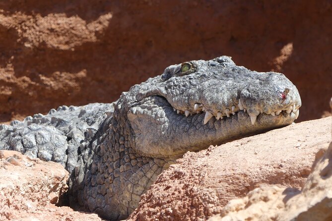 Skip the Line Ticket to Crocoparc with Optional Transfert - The Cactus Garden brings the animals closer