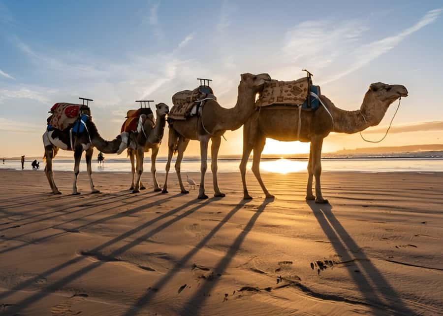 Small-Group Day Trip from Marrakech to Essaouira Mogador - How much freedom do you really get?