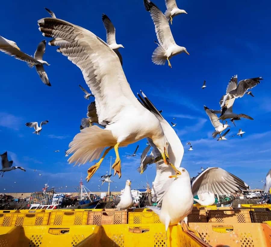 Small-Group Day Trip from Marrakech to Essaouira Mogador - Who should book this day trip?