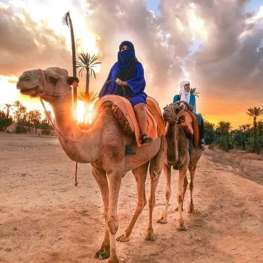 Sun set camel ride in palmerai of Marrakesh - What the $22 Marrakesh camel ride is really like