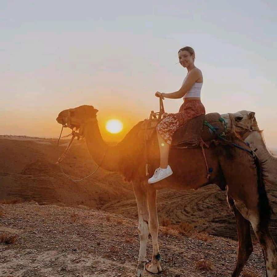 Sun set camel ride in palmerai of Marrakesh - Getting ready for the camel
