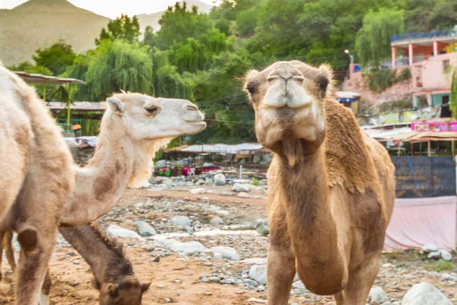 Sun set camel ride in palmerai of Marrakesh - One hour through the palm grove