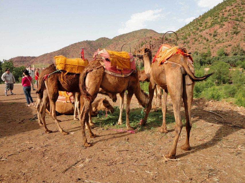 Sun set camel ride in palmerai of Marrakesh - What the reviews reveal about the guiding