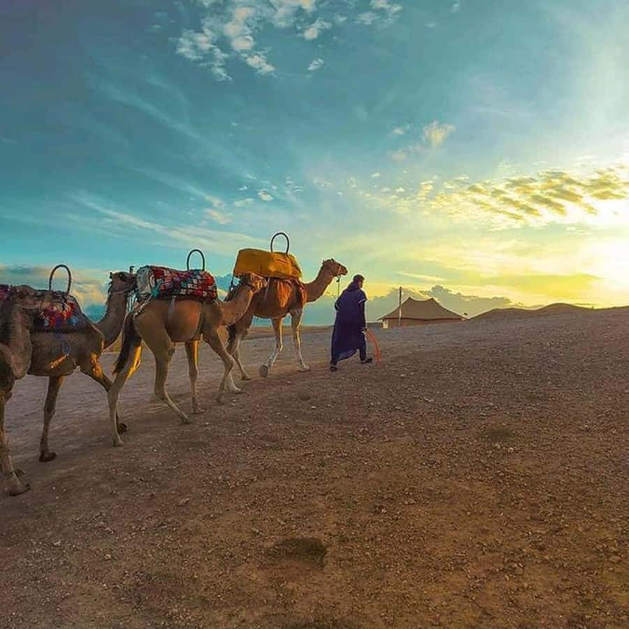Sun set camel ride in palmerai of Marrakesh - Value, timing, and booking flexibility