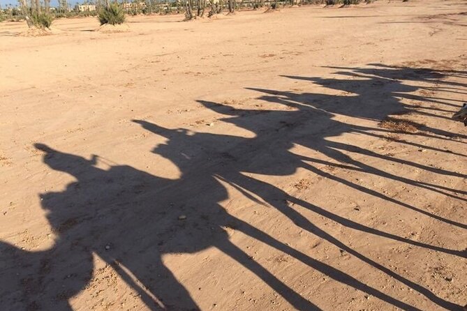 Sunset Camel Ride in Agadir or Taghazout With Transfers - The 10-minute transfer to the ranch