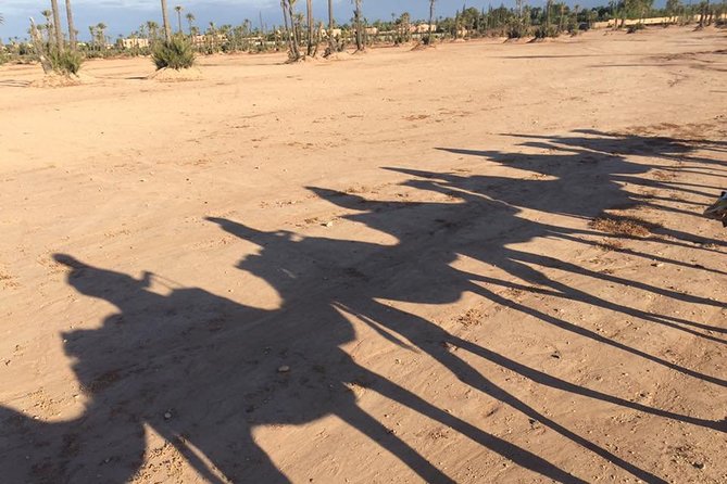 Sunset Camel Ride in the Palm Grove of Marrakech - The Palmeraie is scenic, not wild desert