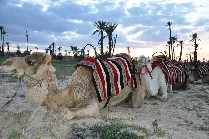 Sunset Camel Ride in the Palm Grove of Marrakech - Who will enjoy this Marrakech experience