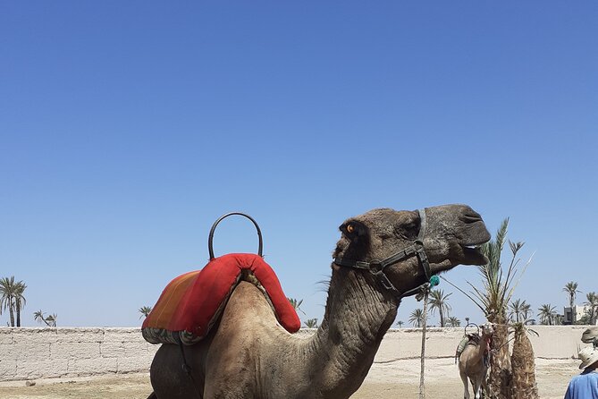 Sunset Camel Ride Marrakech with Transfers - Pickup from Marrakech and the ride to the grove