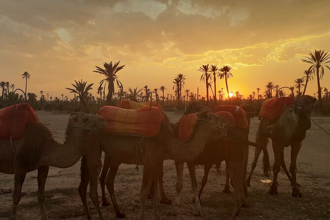 Sunset Camel Ride Marrakech with Transfers - The one-hour camel ride at sunset