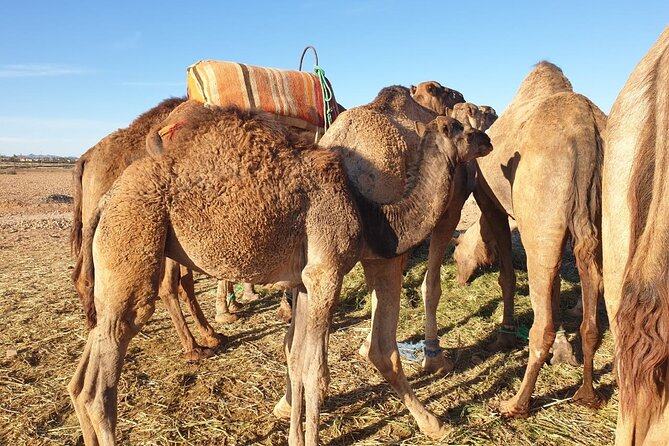 Sunset Camel Ride Marrakech with Transfers - Getting dressed in Touareg clothing