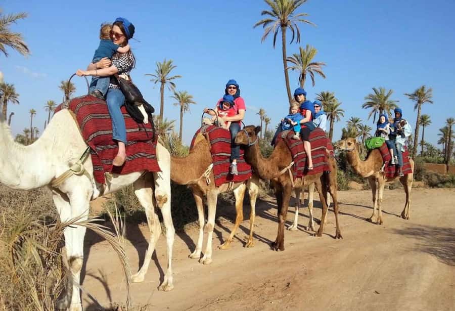 Sunset Camel Riding Including BBQ Dinner & Hotel Transfers - The Camel Ride: Gentle, But Not Weightless