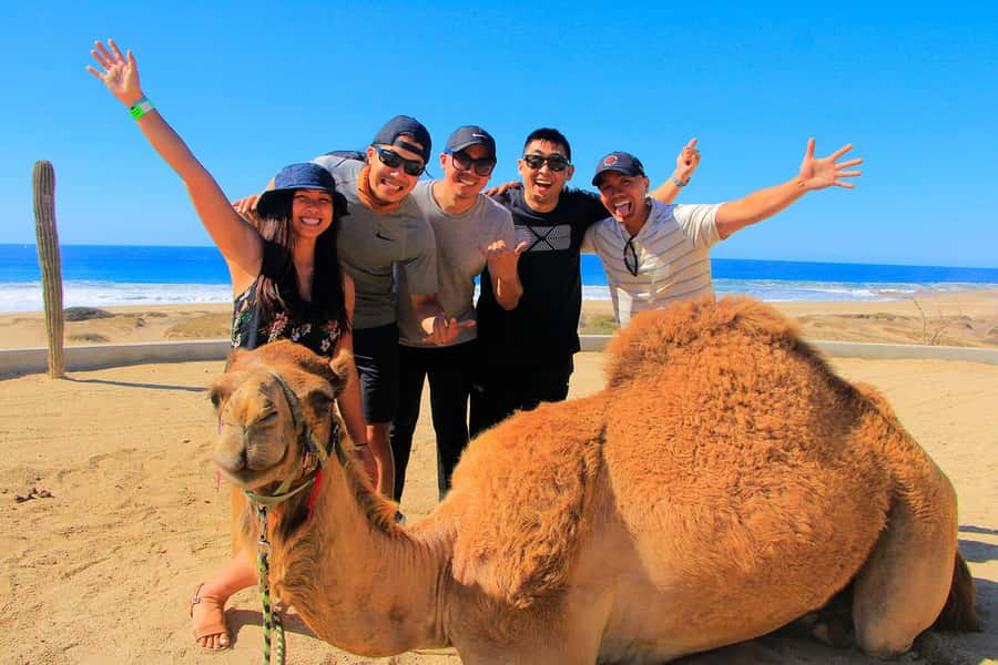 Tangier: sunset, tea, camel ride, Cape Spartel and caves. - The camel walk beside Tangier Beach