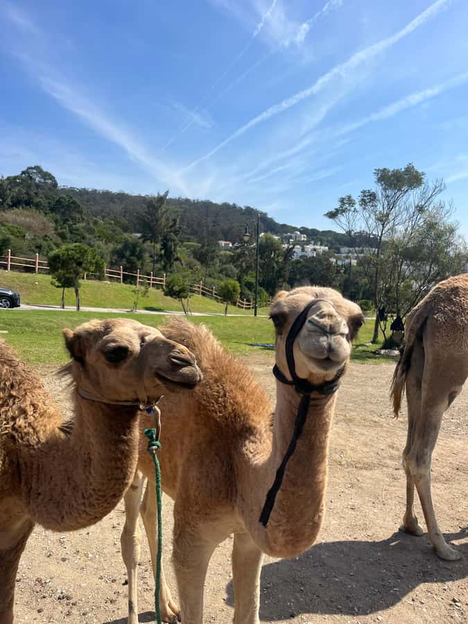 Tangier: Sunset, Tea, Sweets, Camel Ride, and Hercules Caves - Sunset light on the shore