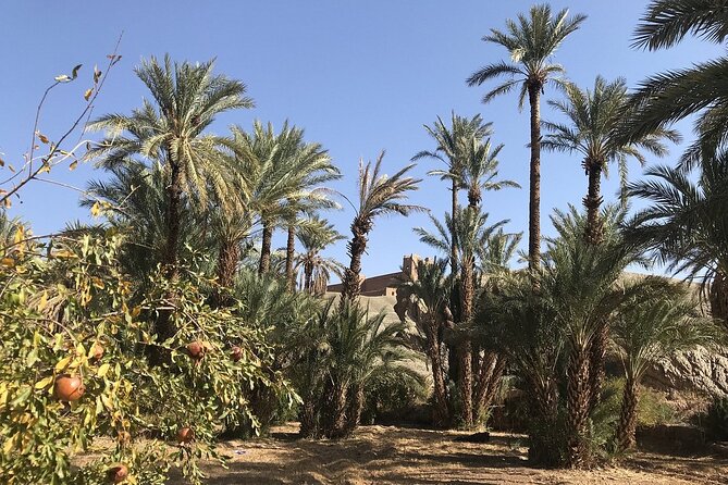 Tour from Ouarzazate to Vallee Du Draa and Dunes Of Tinfou - Lunch, palms, and a pool in Zagora