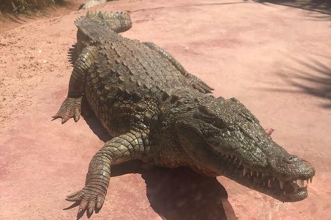 Trip To Croco Park - A closer look at the animals and gardens